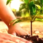 Read more about the article लखनऊ में Plantation‑2025 अभियान की शुरुआत: पौधों की Geo‑Tagging और Tree Guards की व्यवस्था