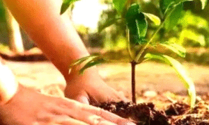 Read more about the article लखनऊ में Plantation‑2025 अभियान की शुरुआत: पौधों की Geo‑Tagging और Tree Guards की व्यवस्था